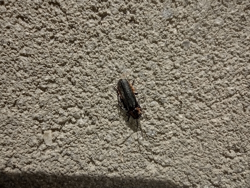 snehuľčík tmavý (Cantharis obscura)
