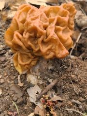 Gyromitra korfii