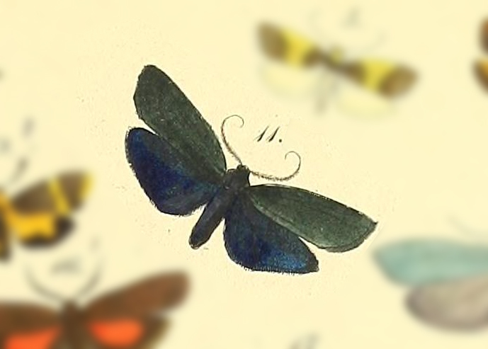 Ardonea morio