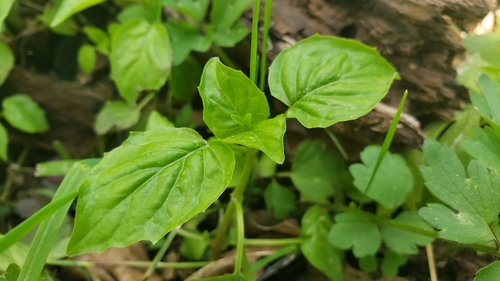 Circaea alpina iNat (1)
