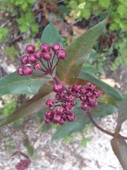 Asclepias cordifolia