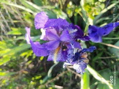 Iris lutescens
