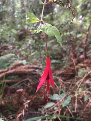 Fuchsia regia reitzii
