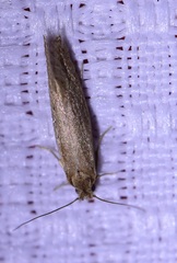 Ypsolopha sp-sw