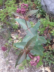 Asclepias cordifolia