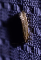 Ypsolopha sp-sw