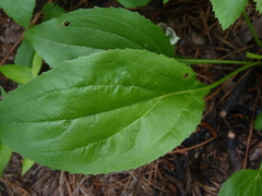 Echinacea laevigata