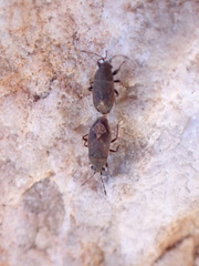 Stygnocoris fuligineus