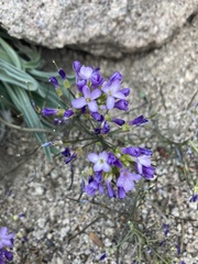 Phoenicaulis cheiranthoides