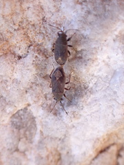 Stygnocoris fuligineus