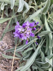 Phoenicaulis cheiranthoides