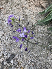 Phoenicaulis cheiranthoides