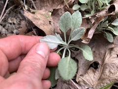 Packera antennariifolia