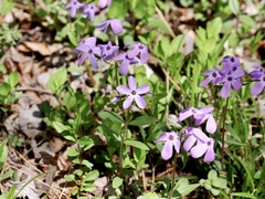 Phlox stolonifera