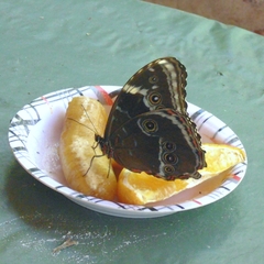 Morpho helenor achillides