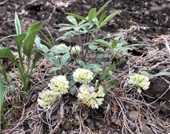 Trifolium virginicum