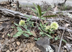 Trifolium virginicum
