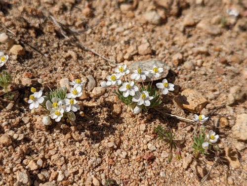 White pygmypoppy (Canbya candida)