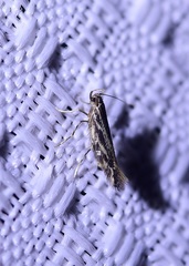 Eralea albalineella