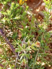 Genista ancistrocarpa