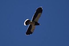 Daptrius megalopterus