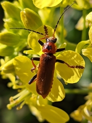 Cantharis coronata
