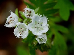 Phacelia fimbriata
