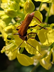 Cantharis coronata