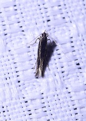 Eralea albalineella