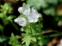 Phacelia fimbriata