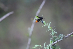 Synagris analis