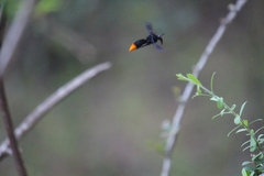 Synagris analis