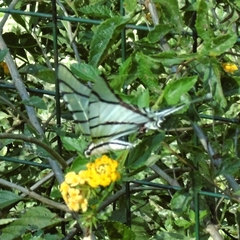 Protesilaus stenodesmus