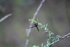 Synagris analis