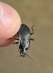 Dicaelus elongatus