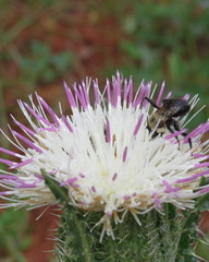 Cirsium nuttallii