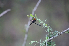 Synagris analis