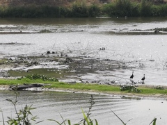 Crocodylus moreletii