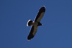 Daptrius megalopterus