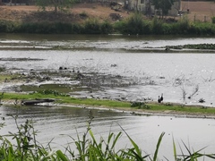 Crocodylus moreletii