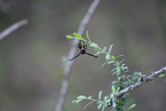 Synagris analis