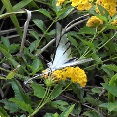 Protesilaus stenodesmus