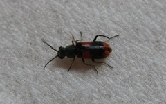 Anthocomus