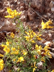 Genista ancistrocarpa