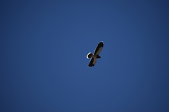 Daptrius megalopterus