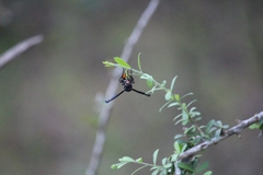 Synagris analis