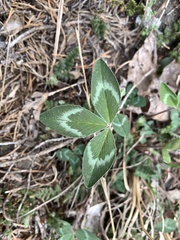 Trifolium virginicum