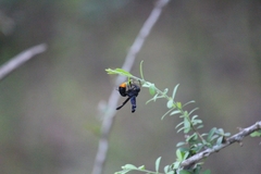 Synagris analis