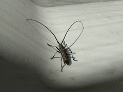 Monochamus sutor
