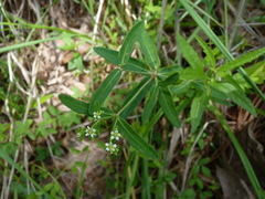 Euphorbia pubentissima